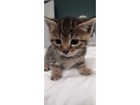 free kittens redbridge